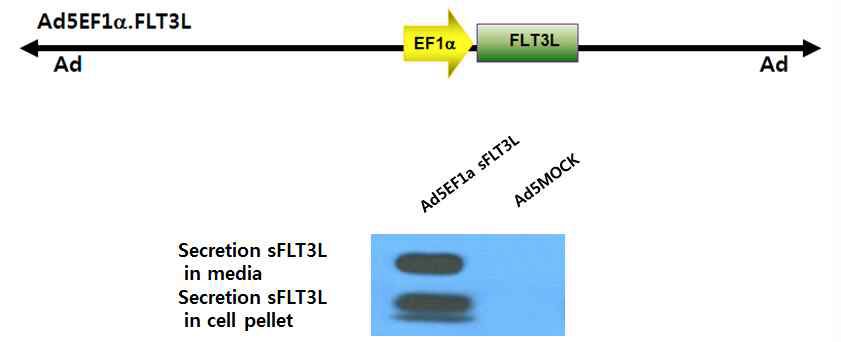 Ad5EF1α.FLT3L 아데노바이러스의 구조와 세포를 감염하여 FLT3L의 발현
