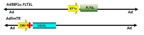 Ad5EF1α.FLT3L와 Ad5mTR의 구조를 보여줌. 바이러스에 의한 치료 효과를 CT26 세포의 종양의 성장 억제로 관찰