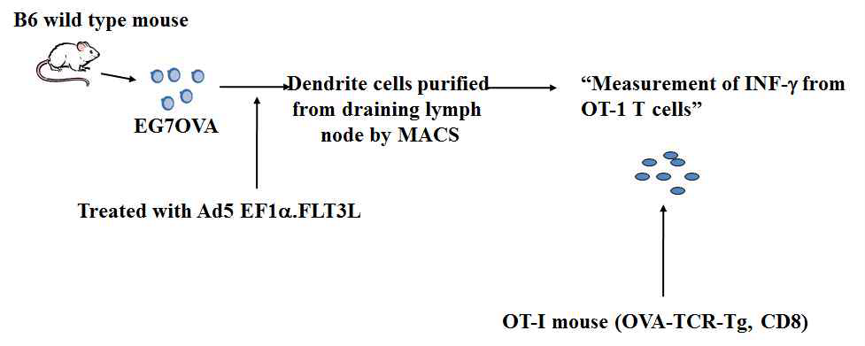 Ad5EF1α.FLT3L를 주사하고 FLT3L에 의한 DC의 기능이 향상되어 T 세포의 기능을 강화하는지 분석