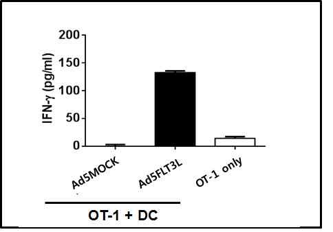 Ad5EF1α.FLT3L를 주사하고 FLT3L에 의한 T 세포의 활성화를 INF-gamma로 측정