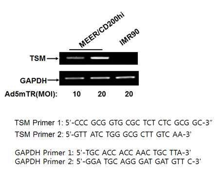 Ad5mTR에 의해서 TERT-positive 세포에서 발현하는 TSM