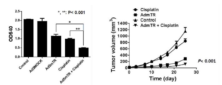 cisplatin과 아데노바이러스를 이용한 in vitro, in vivo의 항종양 효과