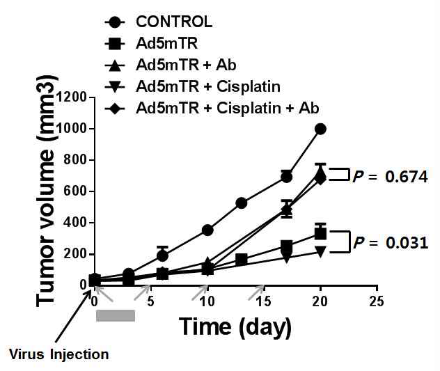 CD8-depleting 항체의 존재하에서 Cisplatin과 Ad5mTR의 종양 억제