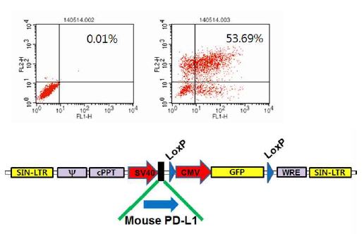 mouse PD-L1의 유전자를 탑재한 렌티바이러스 (위). 렌티바이러스를 MEER 세포(아래, 왼쪽)로감염시키고 MEER/PDL1 세포주(아래, 오른쪽)를 flow cytometer로 분석