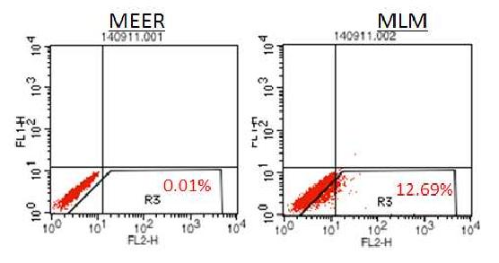MEER와 MLM세포주에서 PD-L1 분석