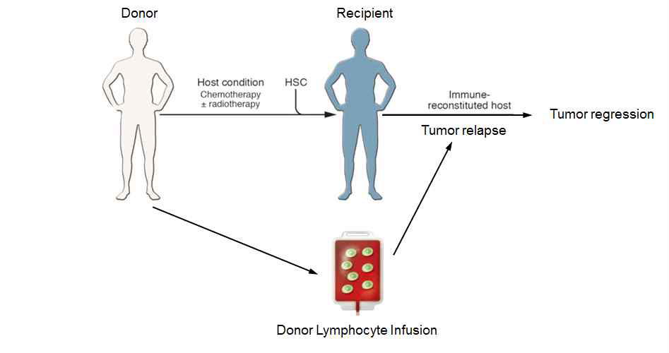 DLI (donor lymphocyte infusion)의 대략적인 방법 및 예측되는 결과