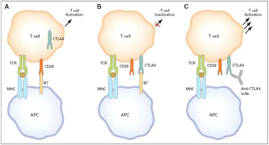 CTLA4 단백질의 T세포관용 유도기전 및 항 CTLA4항체의 작용기전