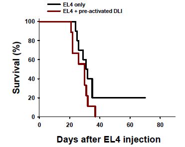 혈액종양치료모델에서 pre-activated DLI의 효과