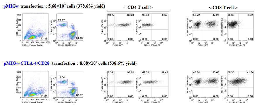 T세포에의 CTLA4-CD28 chimera 발현