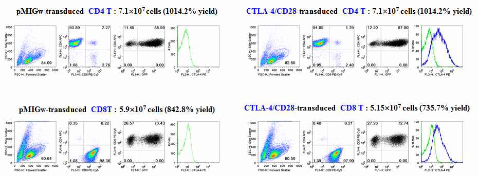 분획한 T세포에의 CTLA4-CD28 chimera 발현