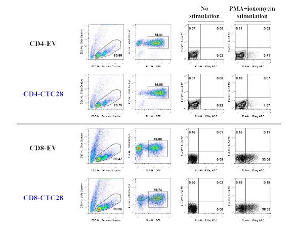 in vitro에서 준비한 CTLA4-CD28 이입 T세포의 사이토카인 생성능은 증가되지 않음