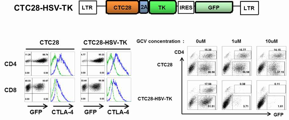 CTC28-HSV-TK construct 및 gancyclovir에 의한 선별적 제거 확인