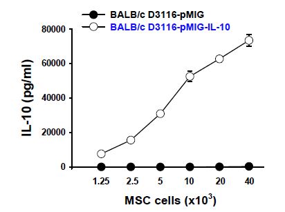 IL-10 유전자도입 MSC의 IL-10 생성 확인