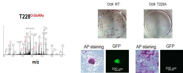 Oct4의 T228의 O-GlcNAc PTM을 막으면 배아줄기세포 자기 재생능력 및 체세포의 역분화 효율이 현저히 감소함