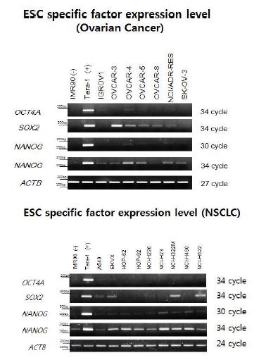NCI-60난소암 및 폐암세포주에서 배아줄기세포 특이인자들의 mRNA 발현 정도를 RT-PCR, semiquantitive PCR, agrose gel electrophoresis를 통해 확인하였다. Negative control로 IMR90을 Positive control로 Tera-1 세포주를 사용하였다.