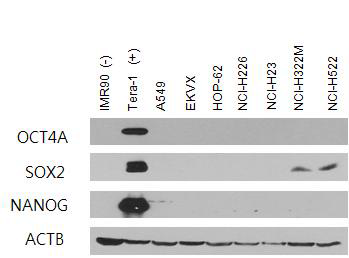 NCI-60 폐암세포주에서 배아줄기세포 특이인자들의 단백질 발현 정도를 Western blot으로 확인하였다. NNegative control로 IMR90을 Positive control로 Tera-1 세포주를 사용하였다.