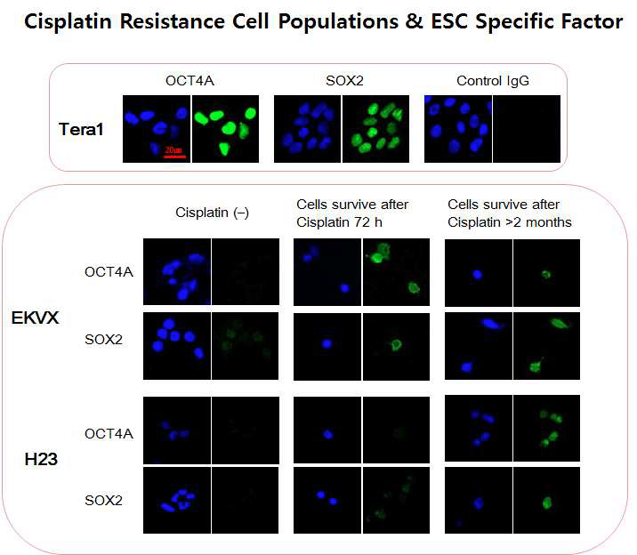Cisplatin 내성이 특히 강한 세포들에서 OCT4, SOX2의 발현이 증가됨.