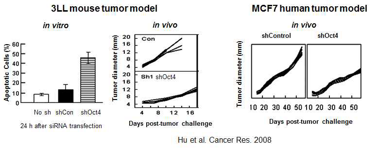 생쥐에 Oct4 발현이 높은 생쥐 암세포 혹은 인간 암세포를 넣어 종양을 발생시킨 후 siRNA로 Oct4 발현을 낮추면 종양크기가 줄어듦