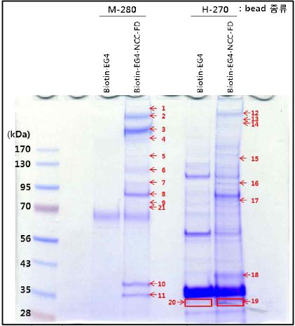 Biotin-EG4-NCC-FD와 결합하는 단백질