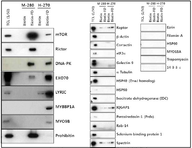 Biotin-EG4-NCC-FD와 결합하는 단백질 확인