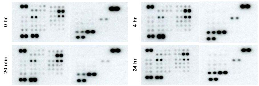 NCC-FD 처리 후 SK-OV3 cell lysate의 antibody array kit scan image