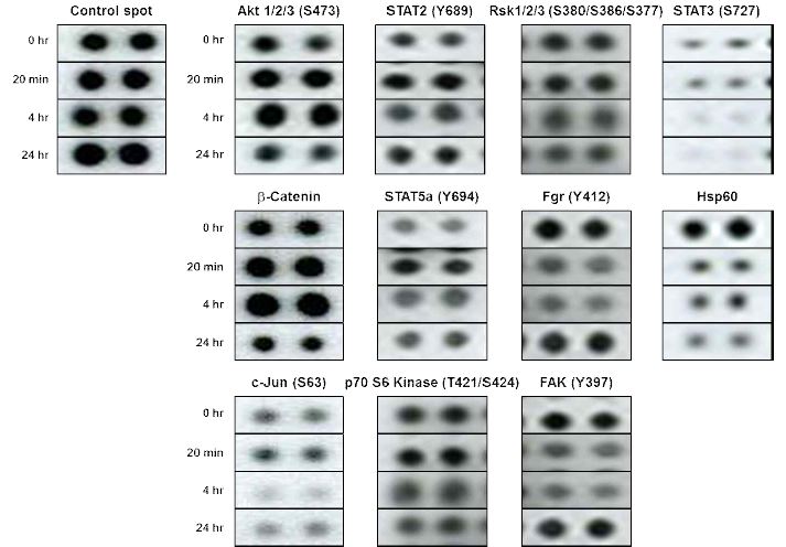 NCC-FD에 의해 phosphorylation 변화되는 단백질