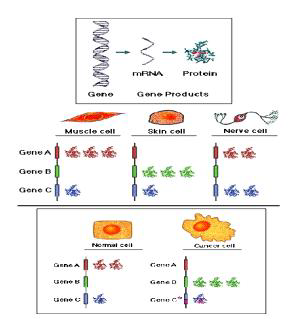gene expression 의 다양성