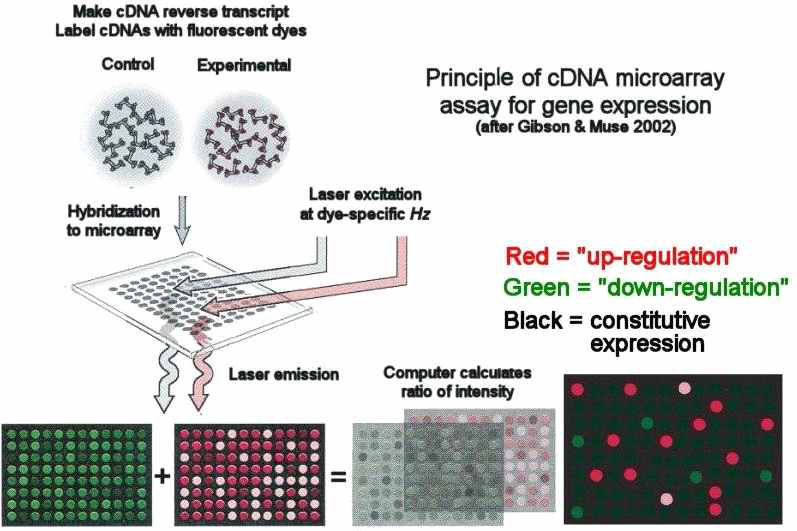 DNA microarray의 기본 원리