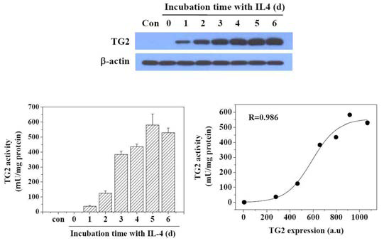 IL-4 반응 시간에 따른 THP-1 세포 내 TG2 양과 활성도 측정