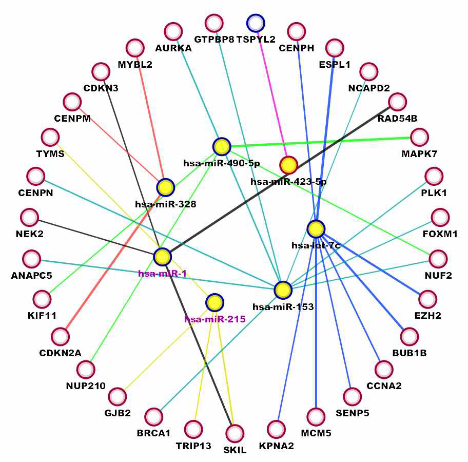 cell cycle 과 관련된 유전자와 유의하게 negative correlation을 가지는 7개의 miRNA