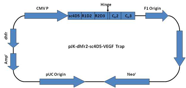 pJK-dhfr2-sc4D5-VEGF Trap의 벡터 지도
