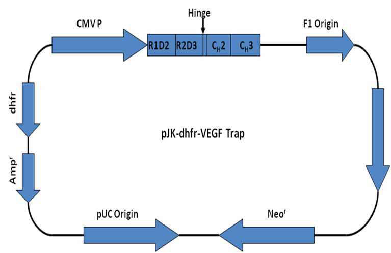 pJK-dhfr2-VEGF Trap의 벡터 지도