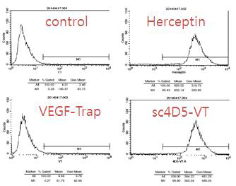 유방암 세포(BT474)에서 sc4D5-VEGF trap의 Her2 결합여부 확인을 위한 FACS 분석 결과