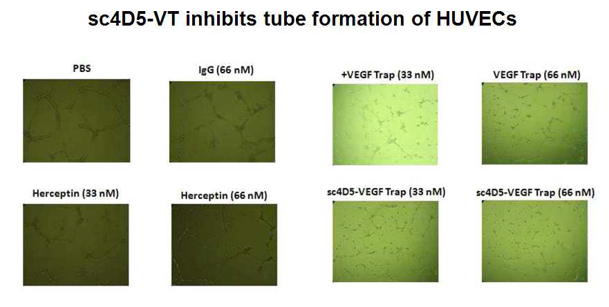HUVEC tube formation 저해 효과 분석
