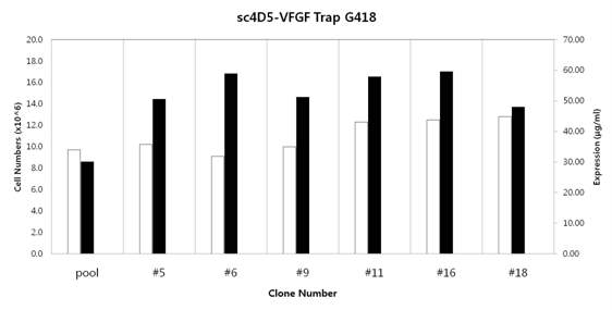 형질감염 후 G418 선택적 마커 단계의 선별과정을 통해 얻어진 6 개의 sc4D5-VEGF-Trap G418 클론들의 3 일간의 세포성장과 생산성 확인.