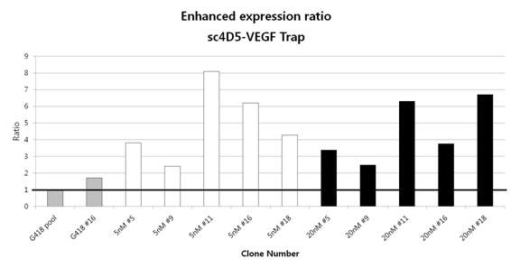 MTX를 이용한 sc4D5-VEGF-Trap 클론의 유전자 증폭 결과