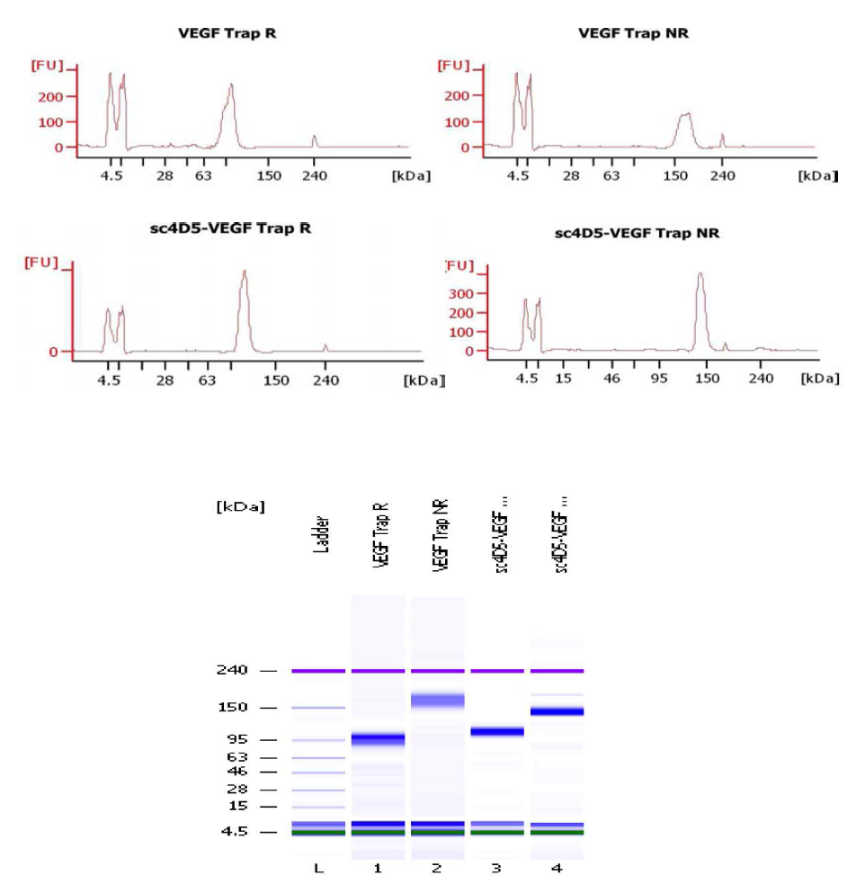 정제된 VEGF trap과 sc4D5-VEGF trap의 순도 분석 (Bioanalyzer)