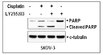 BLT2 억제 후 항암제(cisplatin) 처리에 의한 세포 사멸 증가 확인(cleavage PARP)