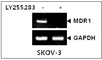 항암제 내성이 존재하는 난소암 세포 주 SKOV-3에서 BLT2 억제 후 MDR-1 발현