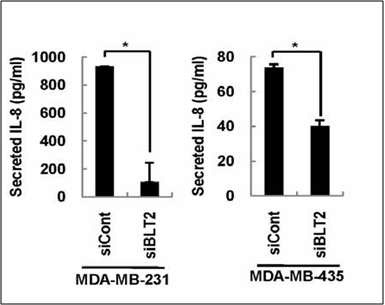 유방암 세포주인 MDA-MB-231, MDA-MB-435 세포주에서 염증성 사이토 카인 IL-8이 증가되어 있음