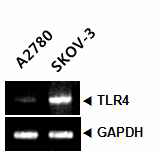 항암제 민감성 세포주(A2780,좌)에 비해 항암제 저항성 세포주(SKOV-3, 우)에서 TLR4의 양이 증가되어 있음.