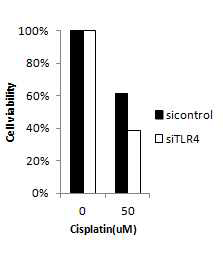 항암제 저항성 세포주에서 TLR4발현을 감소시켰을 때 cisplatin처리에 의한 생존률이 낮아지는 것을 확인.