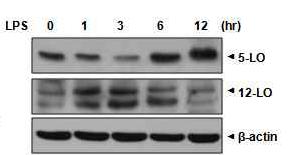 LPS처리 시간에 따른 TLR4 활성화에 의한 BLT1/2 Ligand생성 효소 발현 변화 양상