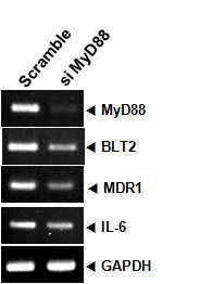MyD88 억제에 의한 BLT2와 IL-6,MDR1 발현 변화 양상