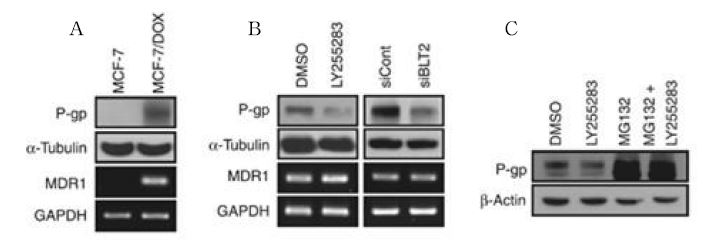 항암제 민감성 유방암 세포주(좌)와 항암제 내성 유방암 세포주(우)에서 MDR1발현과 MDR1에 의한 P-gp의 발현 양상(A)항암제 내성 유방암 세포주에서 BLT2감소시 MDR1과 P-gp의 변화 양상(B)항암제 내성 유방암 세포주에서 MG132에 의한 LY255283효과 변화(C)