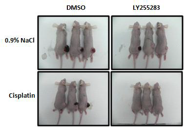 동물 모델에서 항암제와 BLT2 억제제 처리후 8주 후의 암조직 크기변화