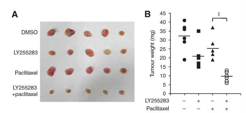 유방암 동물 모델에서 항암제와 BLT2 억제제 처리후 6주 후의 암조직 추출 사진(A)유방암 동물 모델에서 항암제와 BLT2 억제제 처리후 6주 후암조직 무게 변화(B)