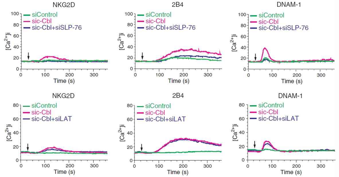 c-Cbl을 siRNA로 knockdown시킨 조건에서, NKG2D, 2B4, DNAM-1 각각에 의한 calciumflux를 측정하고 그 결과를 control NK cell과 비교함.