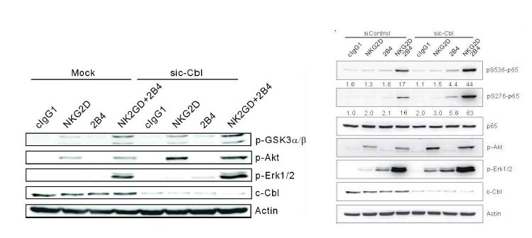 NK cell 활성화에 의한 GSK-3의 인산화가 c-Cbl 제거에 의해 증가함.