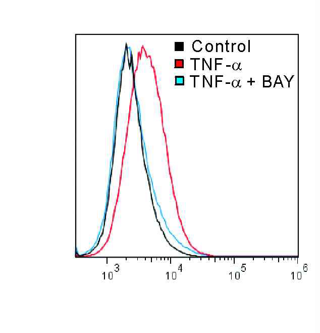 Lentiviral transduction으로 NF-κB reporter construct를 도입한 stable NK cell line NKL을 제작함